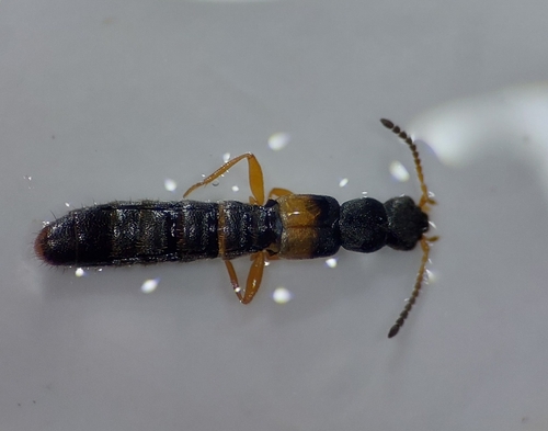 Hygronoma dimidiata