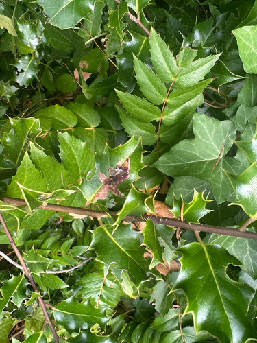 Unknown species found near Ring Rd, Oak Bay, BC, CA