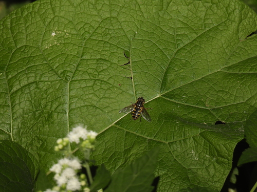 Unknown species found near Powderhorn Park, Minneapolis, MN 55407, USA