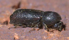 Prostephanus punctatus