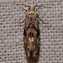 Nemapogon auropulvella