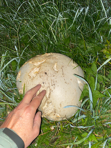 giant puffball