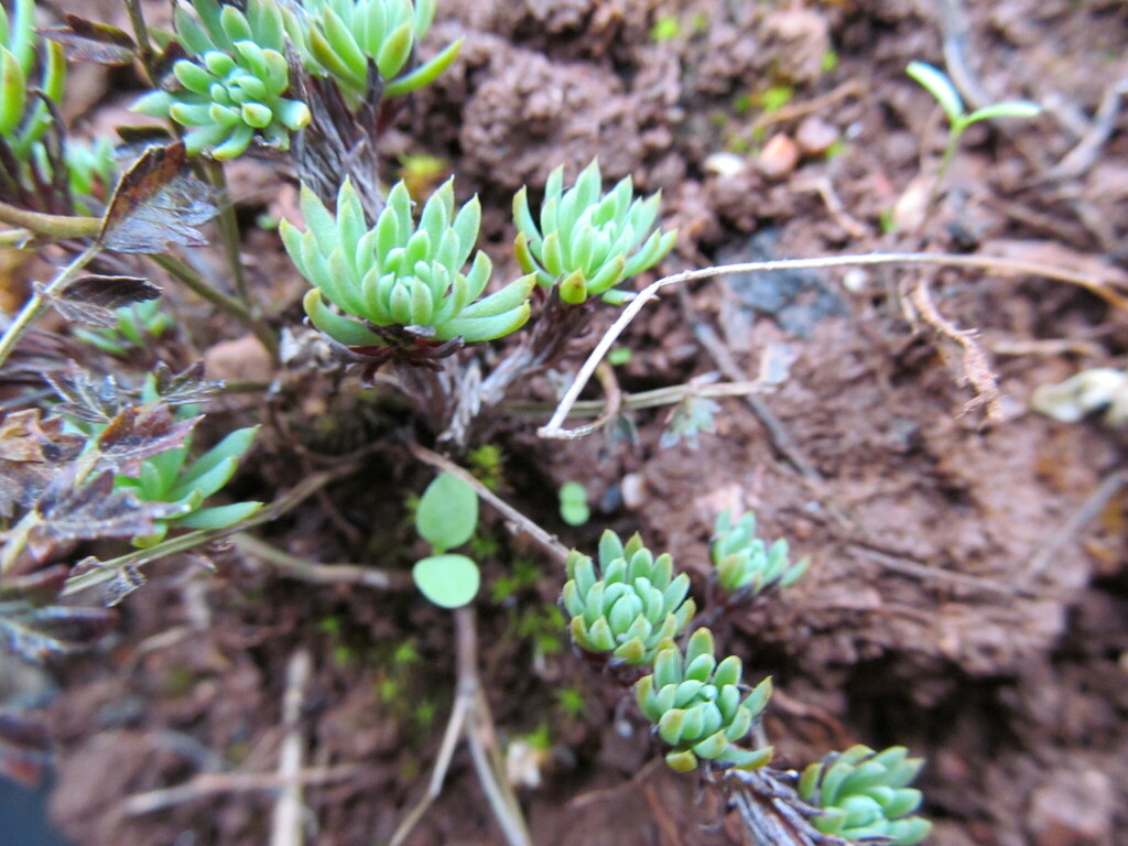 Sedum forsterianum Sm.