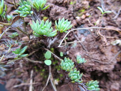 Forsyth's Stonecrop (Petrosedum forsterianum)