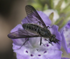 Aldrichia ehrmanii