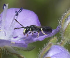 Hylaeus mesillae