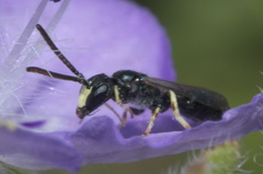 Hylaeus mesillae