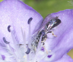 Hylaeus mesillae