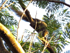 Callosciurus finlaysonii