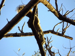 Callosciurus finlaysonii