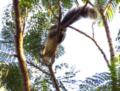 Callosciurus finlaysonii