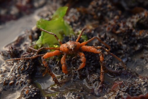 Leach's spider crab, Wales, UK, photo 10 of 10