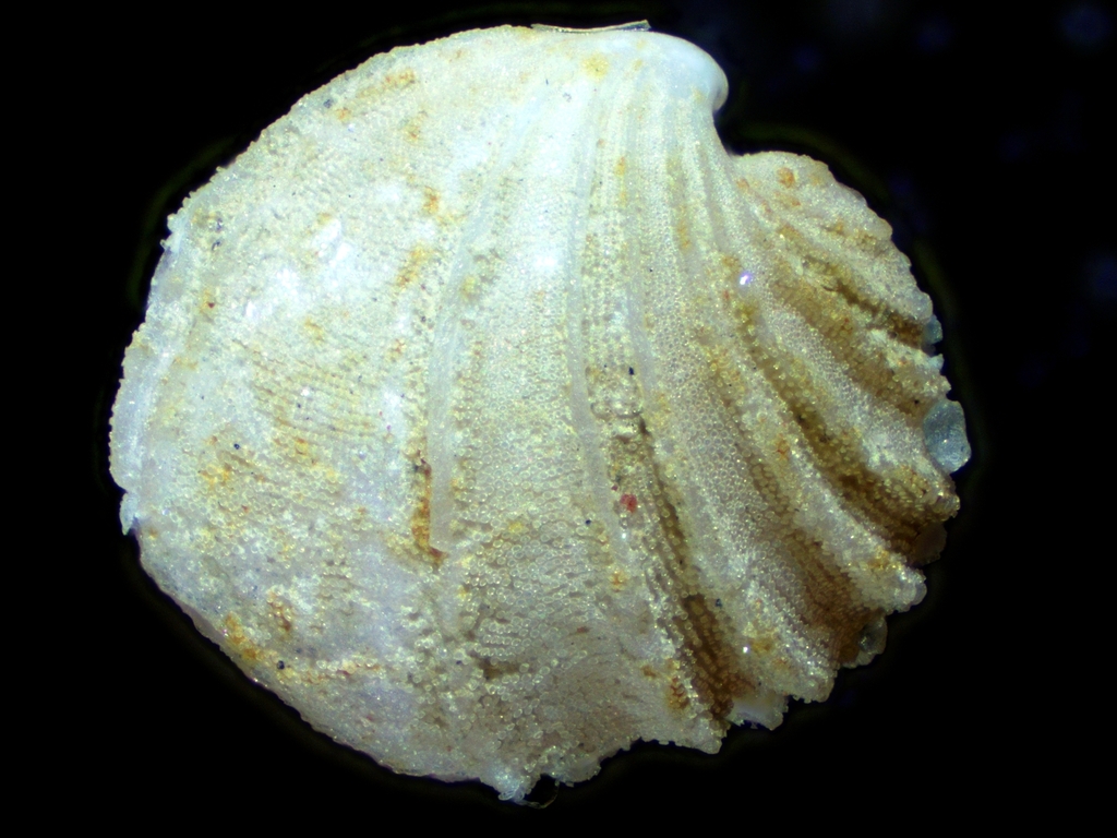 Trigonulina