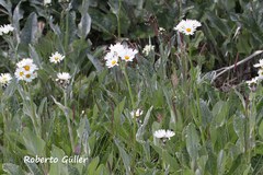 Senecio smithii