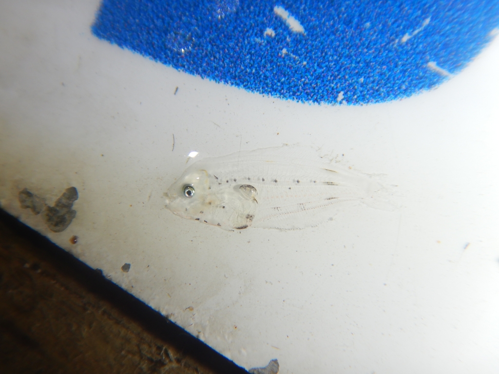 Summer flounder (Paralichthys dentatus) — Paralichthyidae