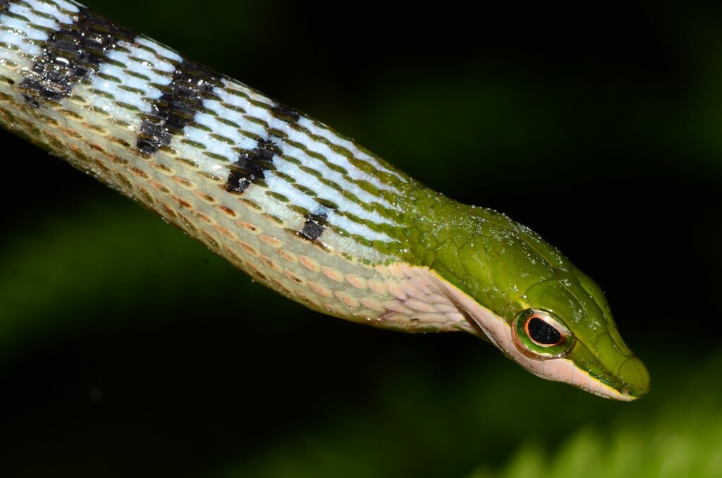 Forest Vine Snake
