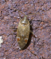 Hamatophylus guttulosus