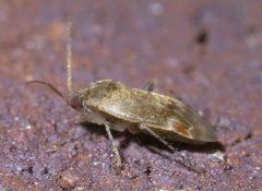 Hamatophylus guttulosus