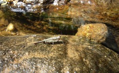 Euscelimena gavialis