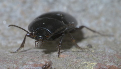 Oodes amaroides
