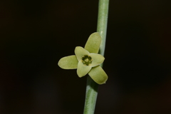 Dipcadi krishnadevarayae