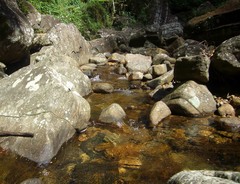 Euscelimena gavialis