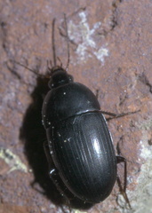 Oodes amaroides