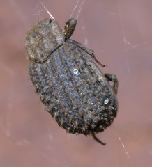 Trox hamatus