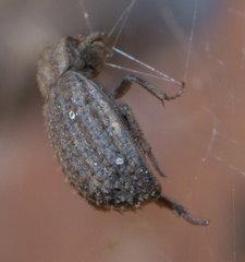 Trox hamatus