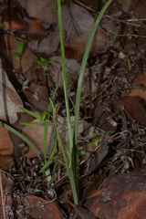 Dipcadi krishnadevarayae