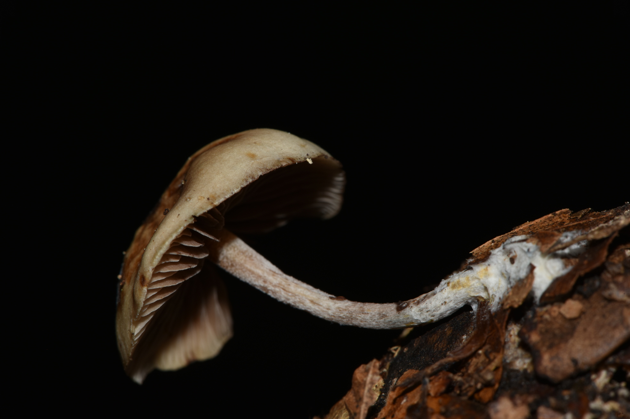 Psilocybe caerulipes image