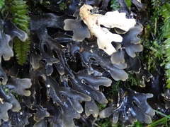 Pseudocyphellaria cinnamomea