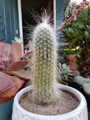 Echinocereus delaetii