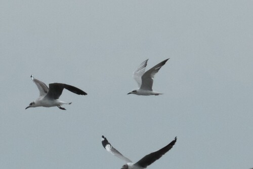 Gull-billed Tern