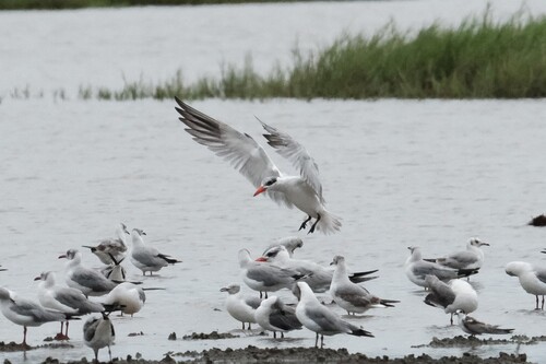 Caspian Tern