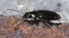 Bembidion rapidum