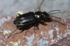 Bembidion rapidum