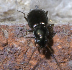 Bembidion rapidum