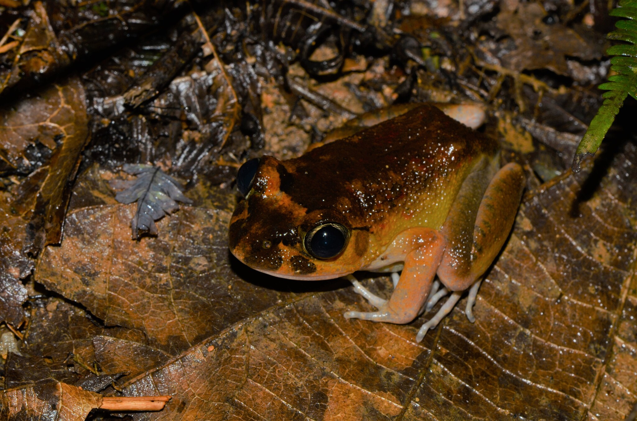 Astylosternus occidentalis Parker, 1931