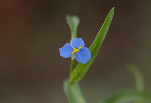 Badami Dayflower (Commelina badamica)
