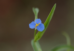 Commelina badamica