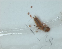 Insecta