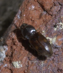Paradonus