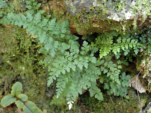 Asplenium cimmeriorum (Asplenium cimmeriorum)