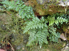 Asplenium cimmeriorum
