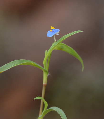 Image of Commelina badamica by no rights reserved