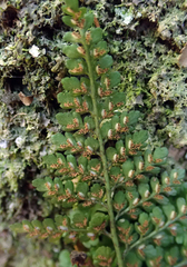 Asplenium cimmeriorum