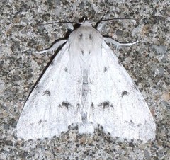 Acronicta vulpina