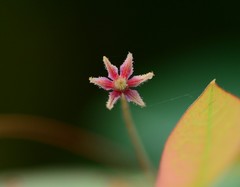 Phyllanthus sikkimensis