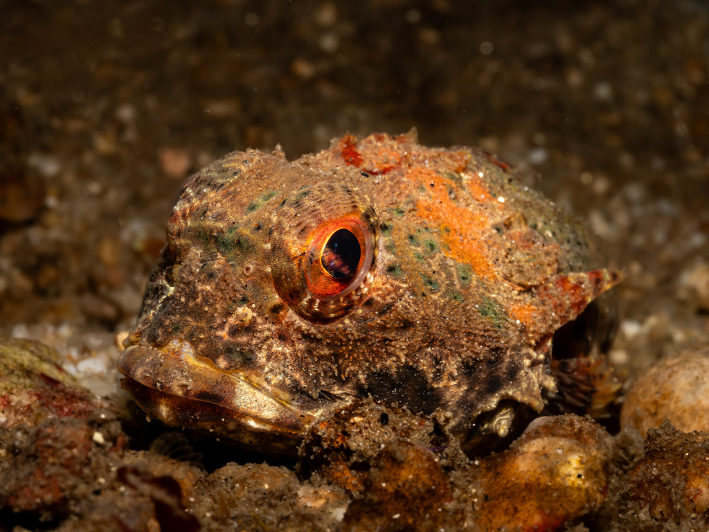 Bull sculpin (Enophrys taurina) — Cottidae